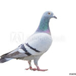 Trusted Pest Bird Control in Abu Dhabi