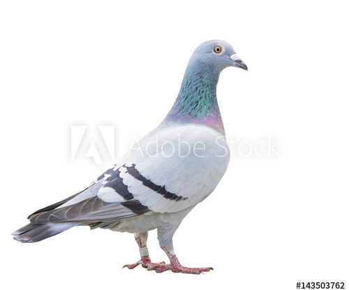 Trusted Pest Bird Control in Abu Dhabi