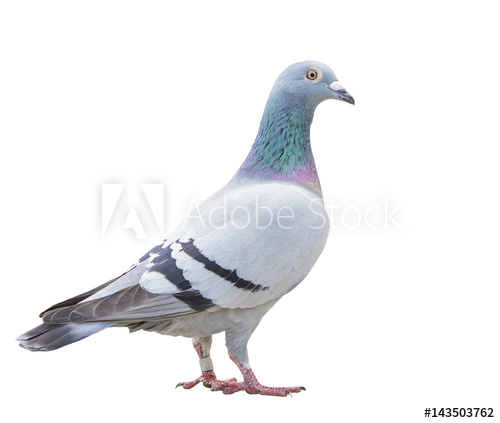 Trusted Pest Bird Control in Abu Dhabi