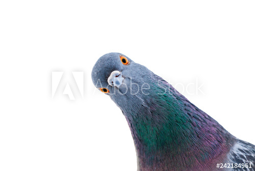 Trusted Pest Bird Control