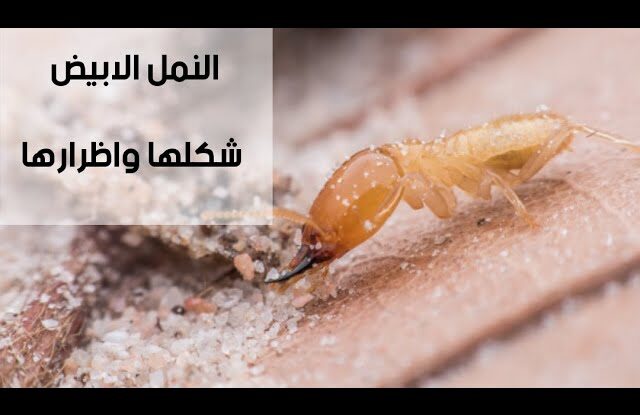 من المجلى أو حتى داخل الحمام، والتي تؤدي إلى تجمعات كبيرة للنمل الأبيض في هذه المناطق