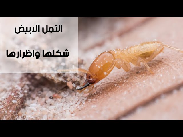 من المجلى أو حتى داخل الحمام، والتي تؤدي إلى تجمعات كبيرة للنمل الأبيض في هذه المناطق