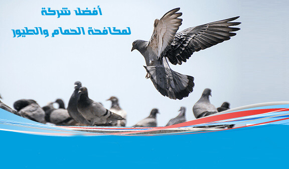 شركة مكافحة الحمام في ابو ظبي شركة تركيب اشواك طرد الحمام في ابو ظبي o شركة تركيب اشواك طارد الحمام في ابو ظبي افضل شركات مكافحة الحمام في ابو ظبي o شركات مكافحة الحمام بابو ظبي o كيف اتخلص من الحمام الطارد الحمام عن النوافذ المباني؟ o شركات طرد الحمام في ابو ظبي o شركات مكافحة الحمام في ابو ظبي o ماهي طرق مكافحة الحمام في ابو شركة مكافحة الحمام في ابو ظبي o أفضل شركة مكافحة الحمام