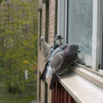 شركة مكافحة الحمام في ابوظبي