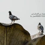 شركة مكافحة حمام في معسكرال نهيان-البطين-المشرف0503115370