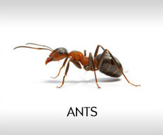 ant