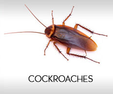 cockroaches