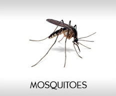 mosquitoes