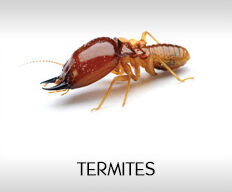 termites