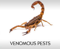venomous